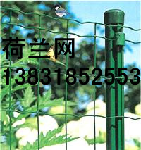 mW(wng)|ӱmW(wng)S|(yu)|(zh)mW(wng)|mW(wng)Sr(ji)I(yng)N(xio) 
P(gun)I: