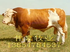 Ч(ji)AϲyO 
PI: