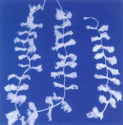 ܛwSϣI(y)a(chn)Sҡκͭh(hun)޹˾ 
PI: