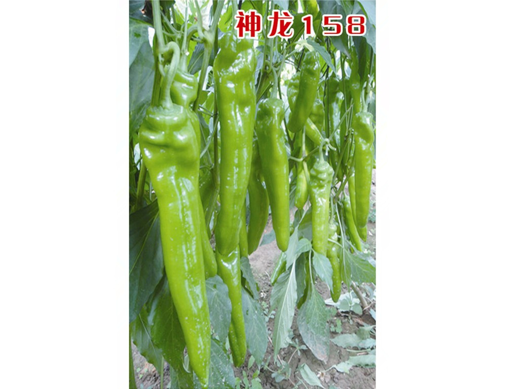Խ紺NӡfʢNI 
PI: