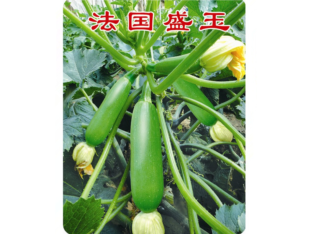 紺GJNӡfʢNI 
PI: