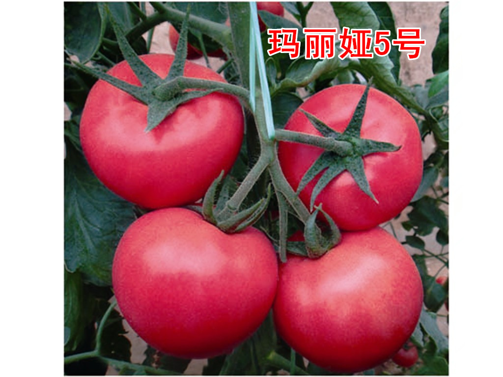 ƤӲڸк÷ѷNӡfʢNI 
PI: