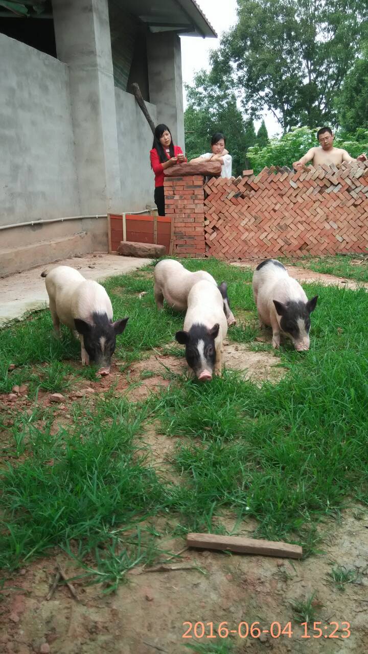 ҪI|õĳɶiBֳr֮Դǲx ΰRi 
PI: